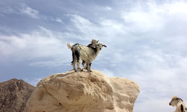 Sinai goats – via Wikimedia commons