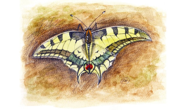 Saharan Swallowtail - illustration courtesy Richard Hoath