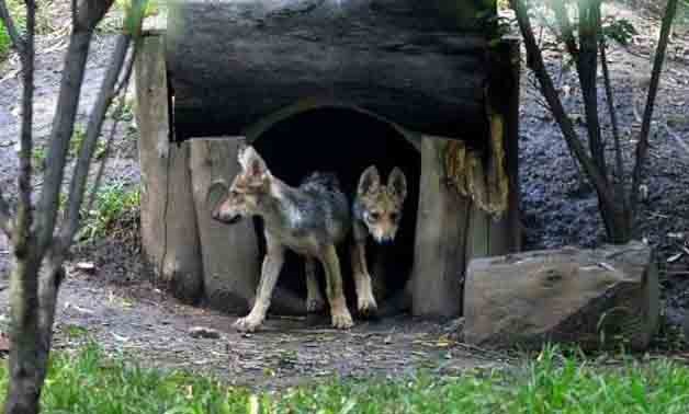 Two out of seven wolf cubs born in April 2017 are seen in the Zoologico los Coyotes in Mexico City.