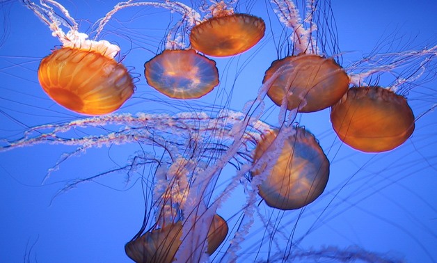 Jellyfish on Egyptian shores are stinging but not poisonous – CC via Flickr/NBphotostream