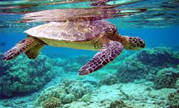 Sea Turtle via Wikipedia
