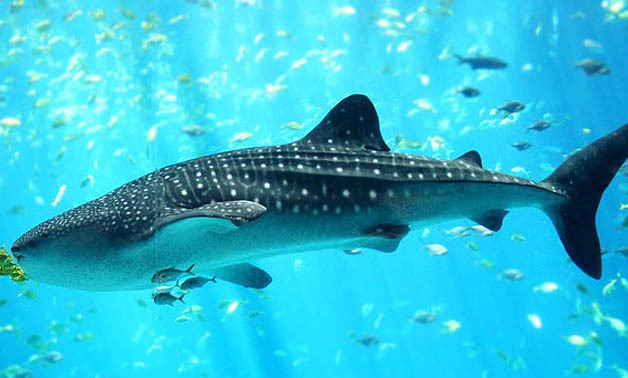 Whale Shark - via wekimedia commons 
