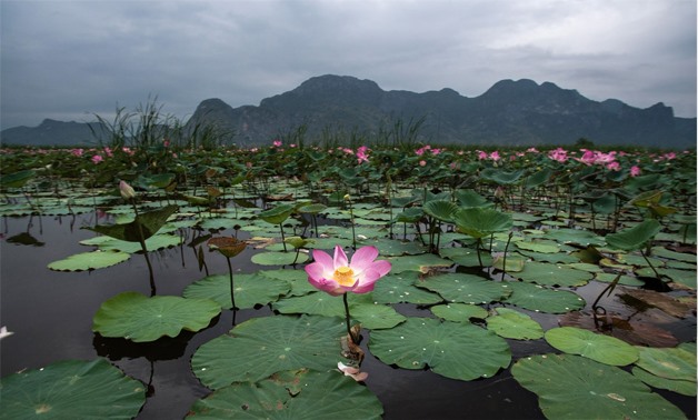 Lotus - AFP