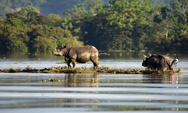 One-horned rhinoceroses are seen at the flooded Kaziranga National Park in the northeastern state of Assam, India, July 12, 2017. Picture taken July 12, 2017. REUTERS/Anuwar Hazarika

