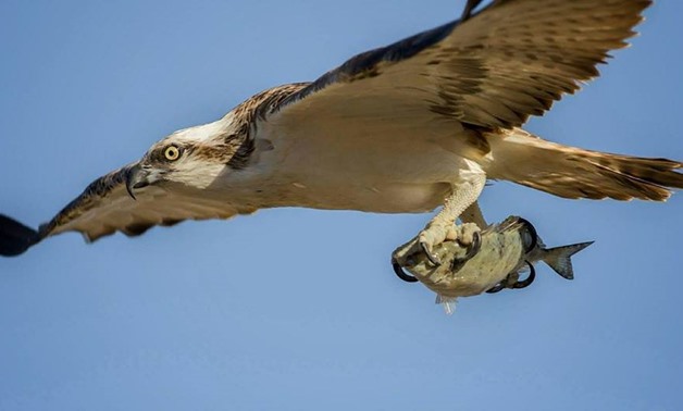 Osprey with a catch – Ahmed Wahid
