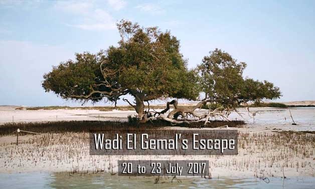 a tree on a small island at Wadi El Gemal – event page

