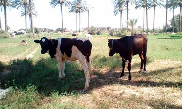 Cows in a field – Nancy Ragab