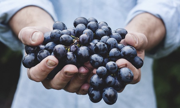 Grapes – Courtesy of Pixabay
