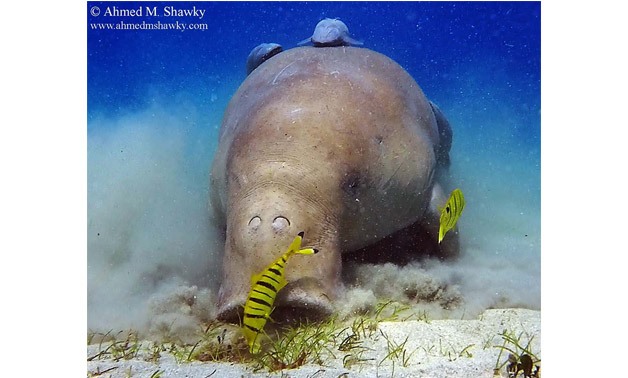 Close up of a dugong – Ahmed Shawky