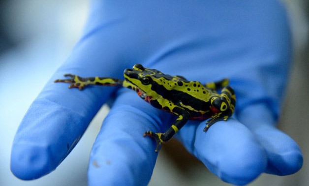 Ecuador is promoting an "ethical" bio trade of rare and colorful frogs and toads for the global pet market and with educational aims, to curb the lucrative illegal trade of amphibians captured in the wild - AFP 