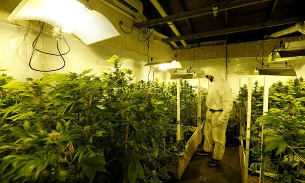 Gardener Joaquin Fonseca checks marijuana plants in an indoor plantation of a marijuana's smokers club on the outskirts of Montevideo - Reuters
