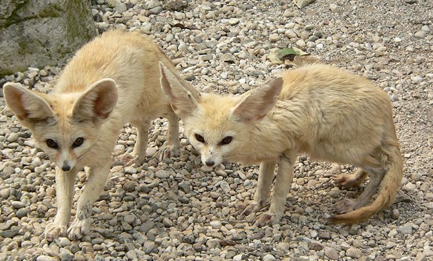 Vulpes zerda is fox specie living in Egypt that has become endangered – CC via Flickr/Umberto Salvagnin