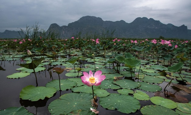  lotus - (AFP / Roberto Schmidt)