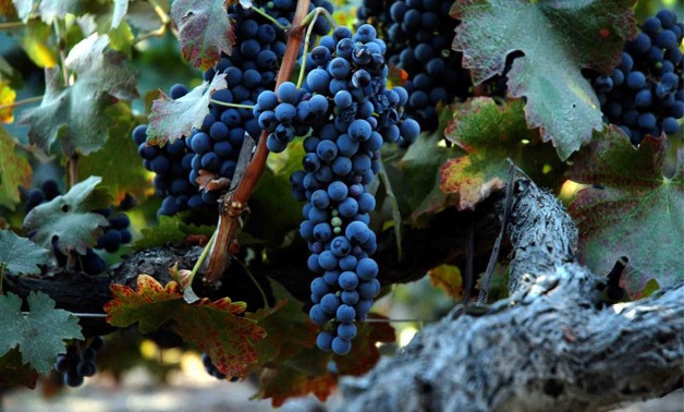 French grape harvest - Reuters