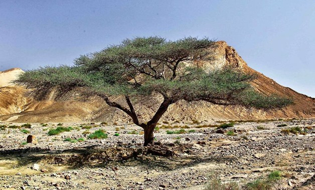 Tree at Wadi Feiran - Amr Abdul Wahab