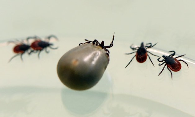 Human-to-human infections of the tick virus through blood contact have been reported, but Japanese health officials believe the woman's death could be the first case of a human dying from the bite of an infected animal (AFP Photo/BERTRAND GUAY)
