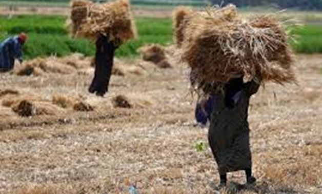 Farmers carry wheat crop on a field in the El-Menoufia governorate, north of Cairo, Egypt May 16, 2017.

