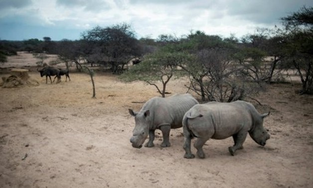 © AFP/File | South Africa is home to 80 percent of the world's remaining rhinos
