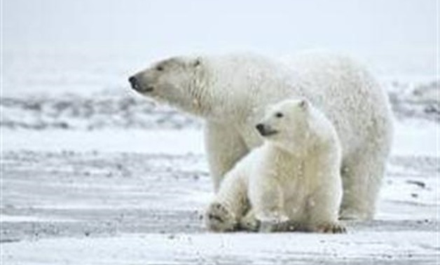 Polar bears - REUTERS