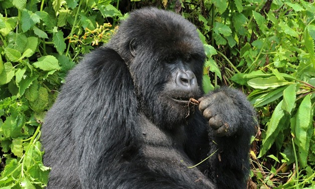 One of the mountain gorilla at the Volcanoes National Park, Rwanda's main tourism attraction. By raising the prices of permits to see the gorillas, the east African nation is seeking boost conersation and put itself at the luxury end of the market. | © AF