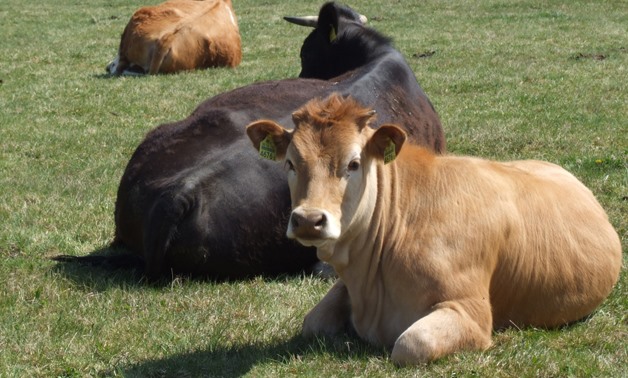  Cows - Wikimedia Commons