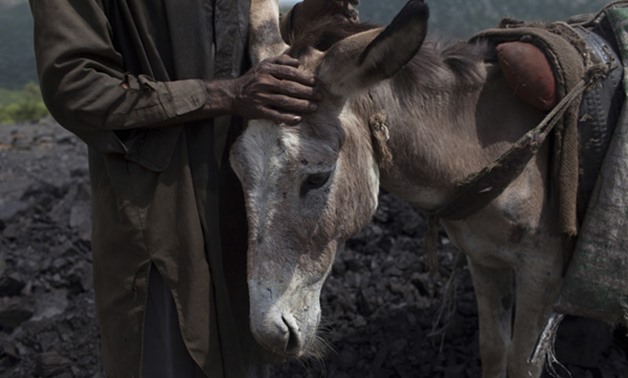 A man standing near a Donkey - Reuters