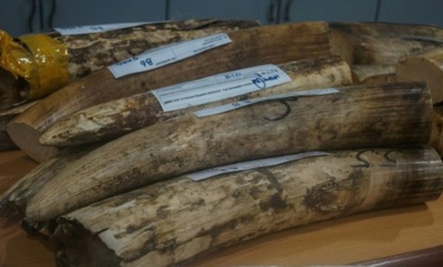 © ROYAL MALAYSIAN CUSTOMS/AFP | Malaysian authorities found 23 ivory tusks in a raid at Kuala Lumpur airport
