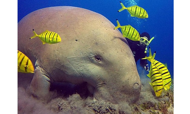 Dugong – Ahmed Shawky