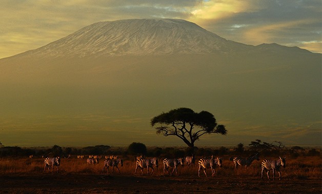 Wildlife in Kenya - AFP