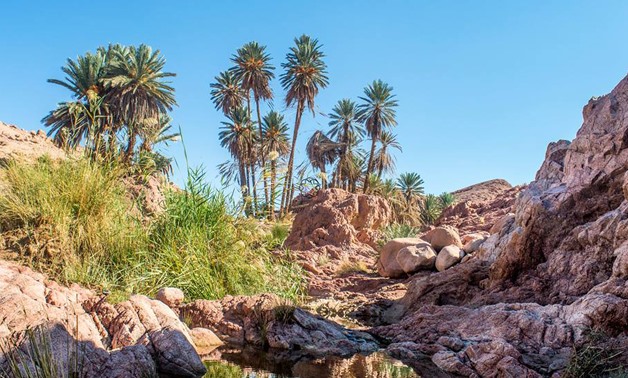 nature in Sinai- Ahmed Emad