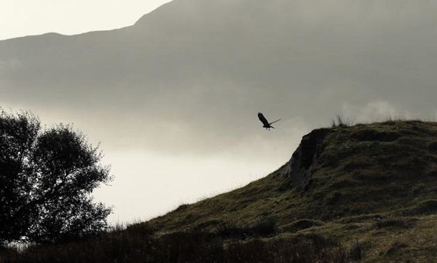 A buzzard glides across a hillock in The Braes area on the Isle of Skye September 18, 2014 - Reuters