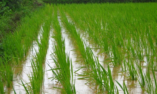 Rice is cultivated once a year in Egypt – CC via Pixabay/Natalia Rezanova