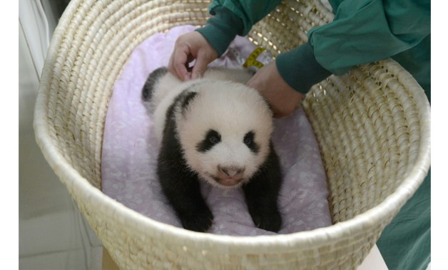 This handout picture taken on August 11, 2017 and released from the Tokyo Zoological Park Society on August 14, 2017 shows Ueno Zoo's two-month-old female baby giant panda in Tokyo