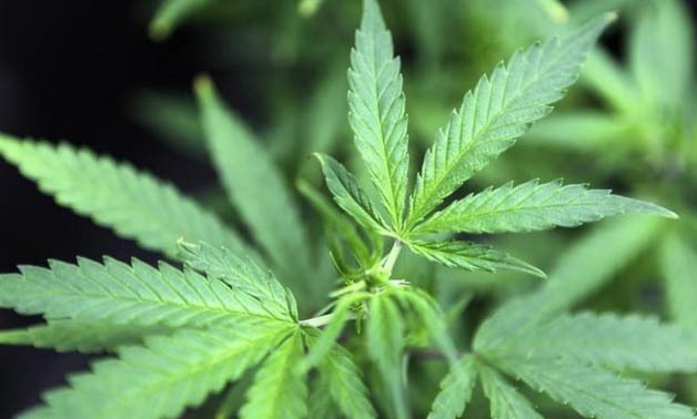 Marijuana plants are displayed for sale at Canna Pi medical marijuana dispensary in Seattle, Washington, November 27, 2012 - Reuters