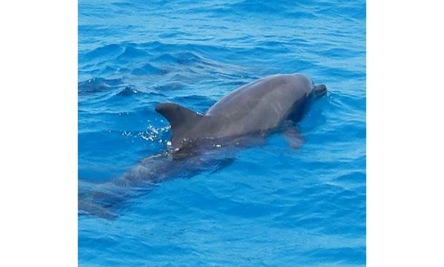 Dolphins by Hurghada Trips