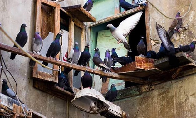 pigeons – Batoul Khalifa