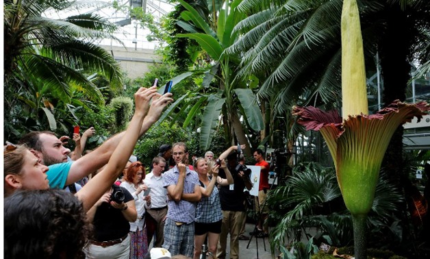 Tourists look at a seven year old 250 pound titan arum (Amorphophallus titanum) after it bloomed for the first time ever at the U.S. Botanic Garden in Washington, DC, U.S., on July 22, 2013.
Larry Downing/File Photo
