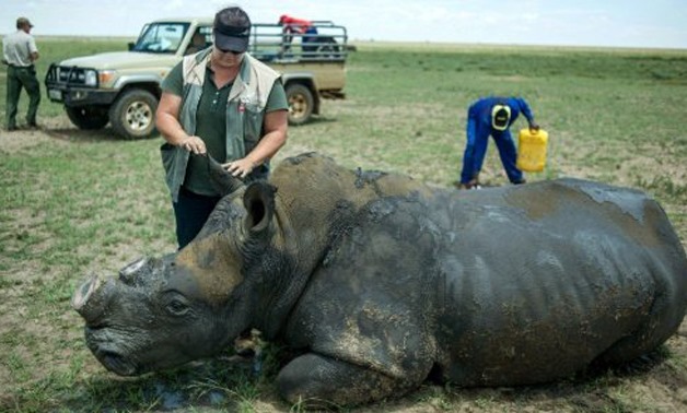  This file photo taken on February 3, 2016 shows a de-horned rhino slowly waking up after his horn was trimmed at John Hume's Rhino Ranch in Klerksdorp, in the North Western Province of South Africa