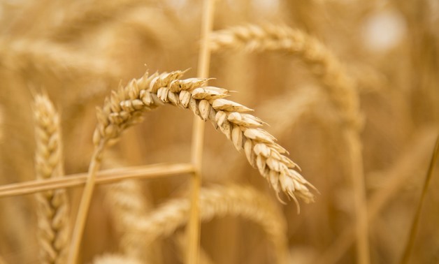 Wheat - Pixabay