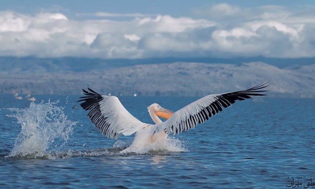 White Pelicans of Kenya -Mostafa Mahran