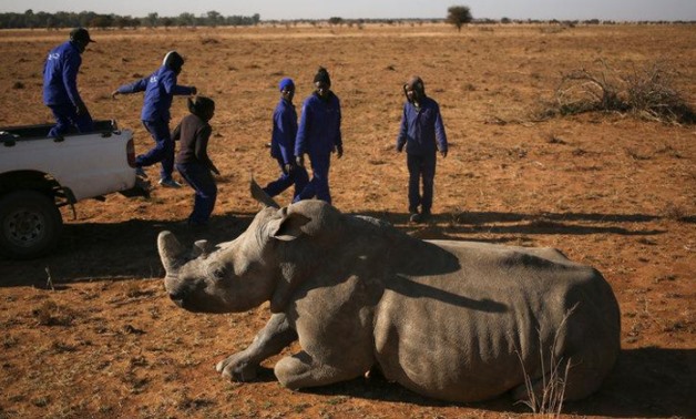 Workers aproach a tranquillised rhino before dehorning it in an effort to deter the poaching of one of the world's endangered species, at a farm outside Klerksdorp, in the north west province, South Africa, August 14, 2017. Picture taken August 14, 2017.