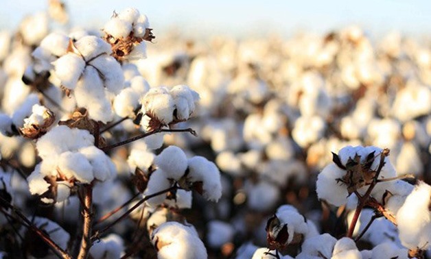  Cotton - S. Aziz via Wikimedia Commons
