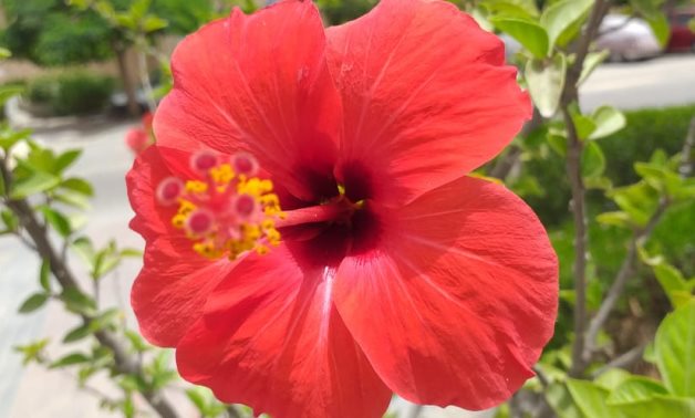 File- A Flower picture was captured in front of a bank in the city of May 15- Egypt Today/ Samar Samir