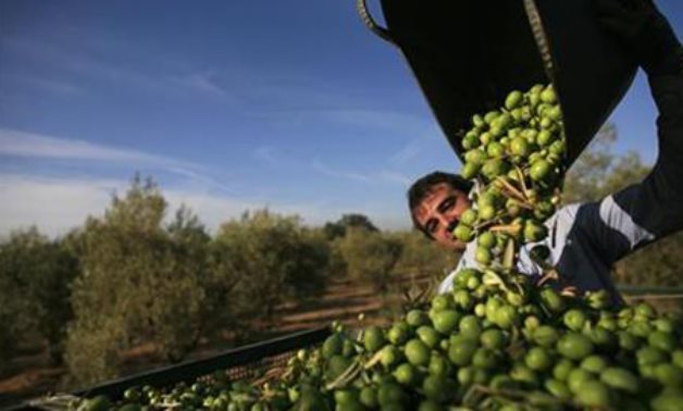 FILE – Olives – Reuters 