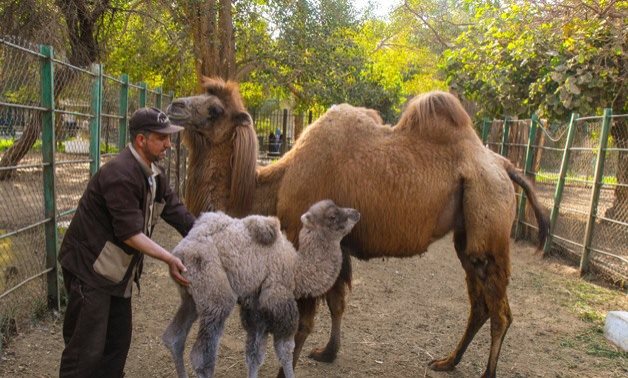 Camels at the Giza Zoo – Maher Eskandar