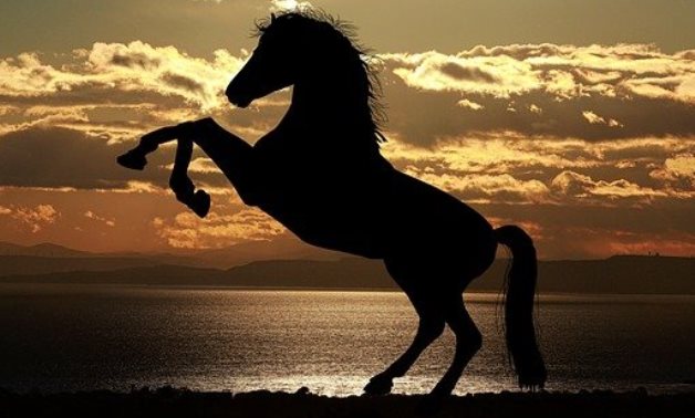 An Arabian horse- CC via Pixabay/ photo-graphe