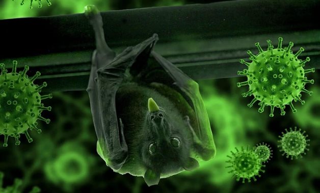 A bat hangs amid coronavirus - CC via pikist