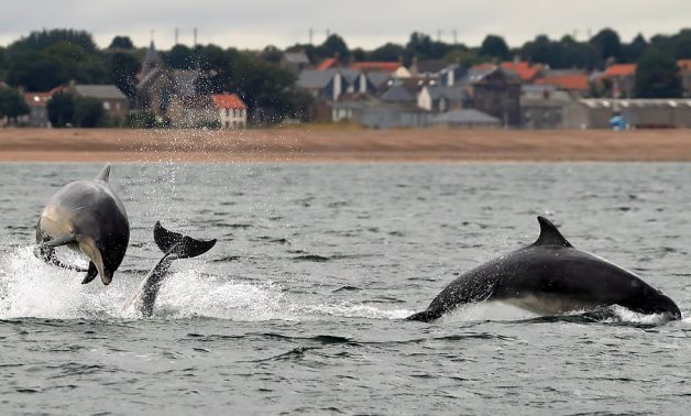 Bottlenose dolphins at Spittal- CC via Geograph