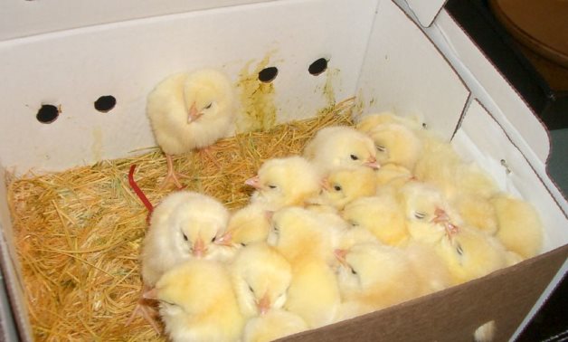 Chicks- CC via Wikimedia