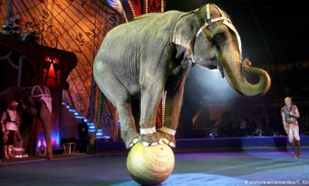 Elephant performing in a circus - DW